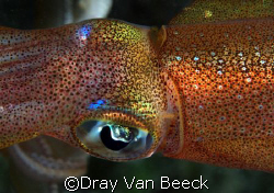 Curious squid. Nikon D80, 60mm macro. by Dray Van Beeck 